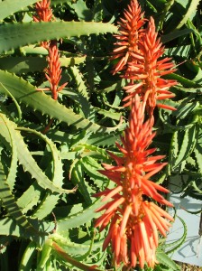 Aloes flowers- just a few off a very large plant.