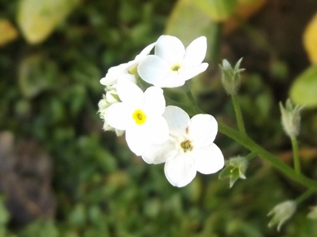 White "mouse ears" or forget-me-not"