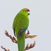 redcrowned parakeet or Kakariki
